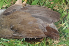 Amaurornis moluccana