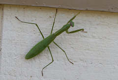 Tenodera
