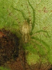 Anyphaenidae