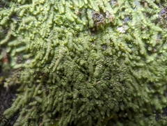 Radula obconica