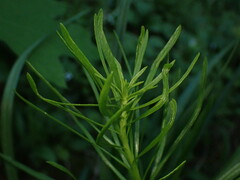 Liatris aspera