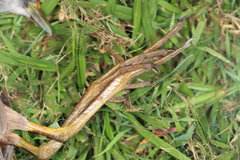 Amaurornis moluccana