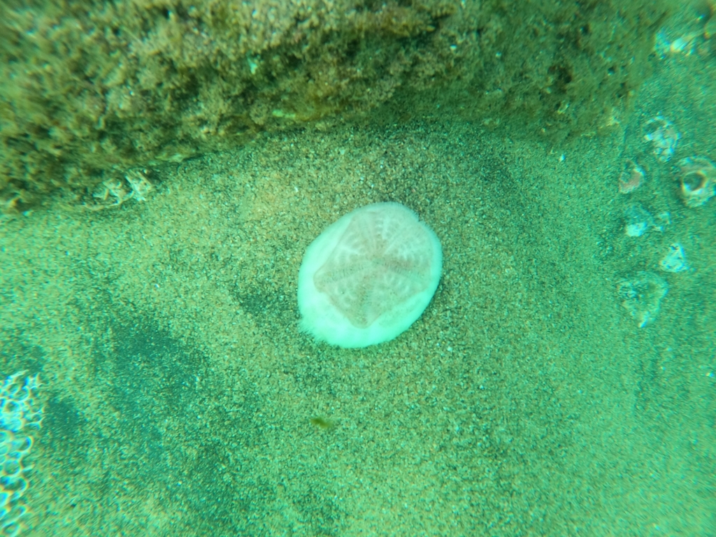 Mauve Heart Urchin