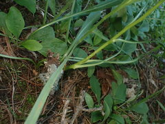 Liatris aspera