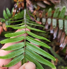 Pteris vittata