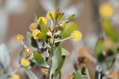 Acacia melleodora