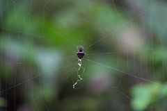 Verrucosa