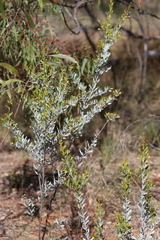 Acacia melleodora