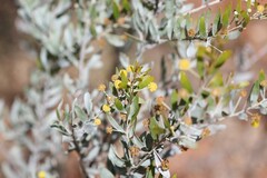 Acacia melleodora