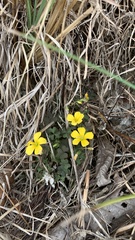 Oxalis colorea