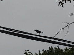 Corvus brachyrhynchos