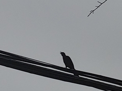 Corvus brachyrhynchos