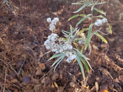 Anaphalis margaritacea