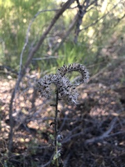 Phacelia ramosissima