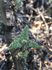 Phacelia ramosissima