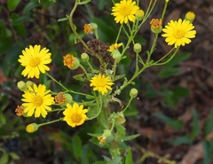 Chrysopsis scabrella