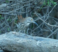 Toxostoma longirostre