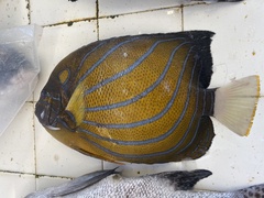 Pomacanthus annularis