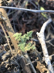 Phacelia ramosissima
