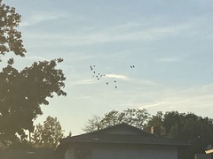 Amazona viridigenalis