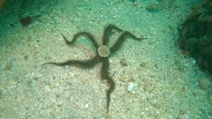 Ophiocoma aethiops