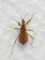Nabis rufusculus