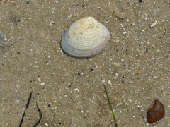 Katelysia rhytiphora