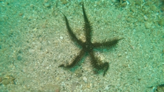 Ophiocoma aethiops