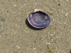 Katelysia rhytiphora