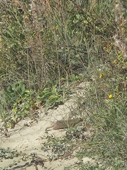 Xerospermophilus spilosoma