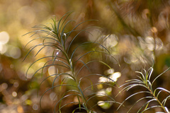 Vernonanthura nudiflora