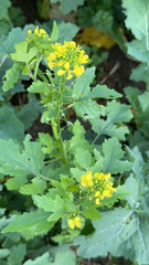 Brassiceae