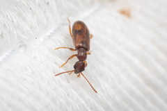 Anthicidae