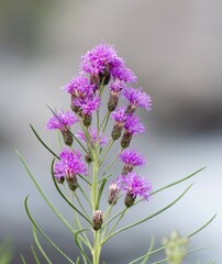 Vernonanthura nudiflora