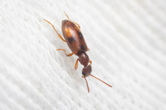 Anthicidae