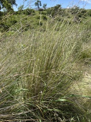Poa labillardierei