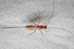 Braconidae