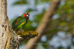 Cyclopsitta diophthalma