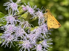 Chromolaena odorata