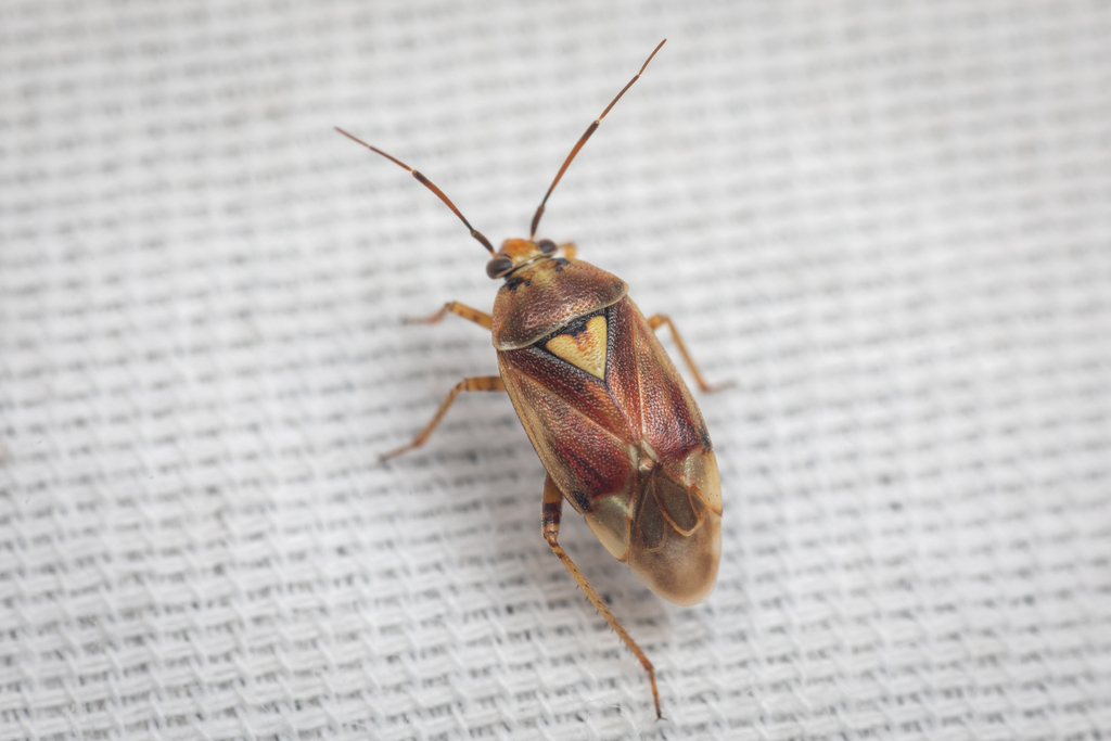 Lygus keltoni