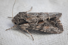 Noctuidae