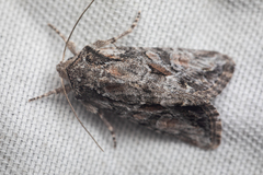 Noctuidae