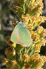 Callophrys dumetorum