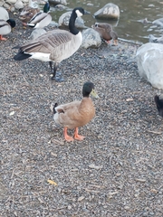 Anas platyrhynchos domesticus