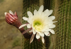 Trichocereus tunariensis