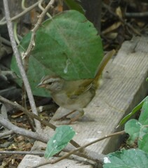 Arremonops rufivirgatus