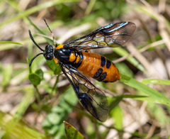 Lophyrotoma interrupta