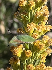 Callophrys dumetorum