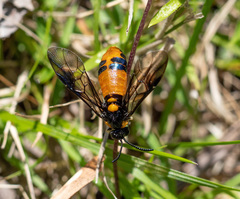Lophyrotoma interrupta