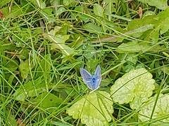Polyommatus icarus